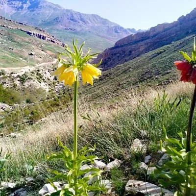 بالنده
